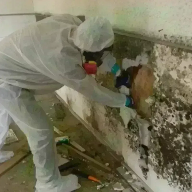 Mold Remediation and Removal in Colon, MI